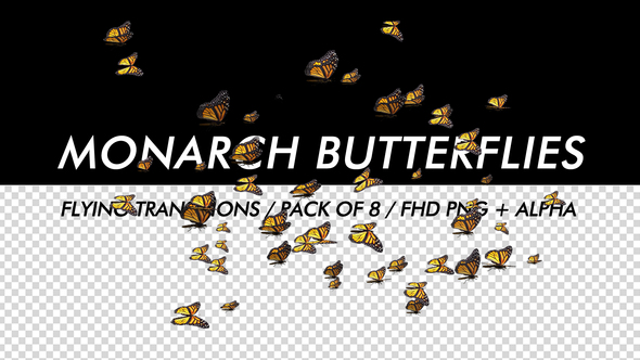 Butterflies - Monarch - Pack of 8 Transitions