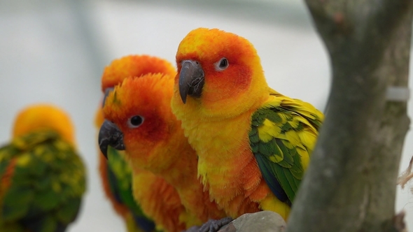 Group of Sun Conure (Aratinga Solstitialis) Parrots Perched in Row in Aviary alt