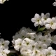 Flowering White Flowers - VideoHive Item for Sale