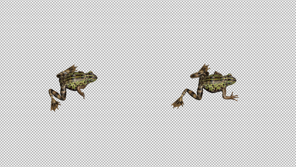 Frog Walk Top, Motion Graphics | VideoHive