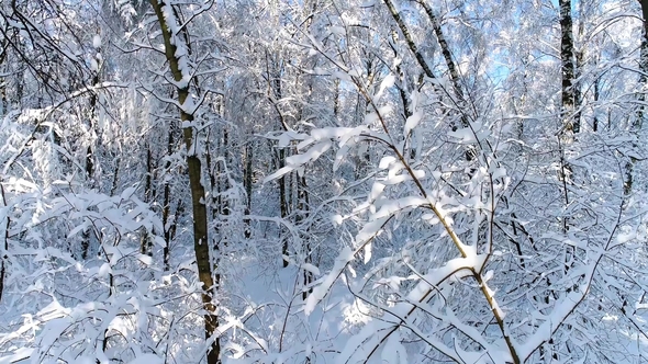 Snowy Branches in Forest. Winter Fairy Background alt