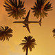 Coconut Palms Tree And Airplane - VideoHive Item for Sale