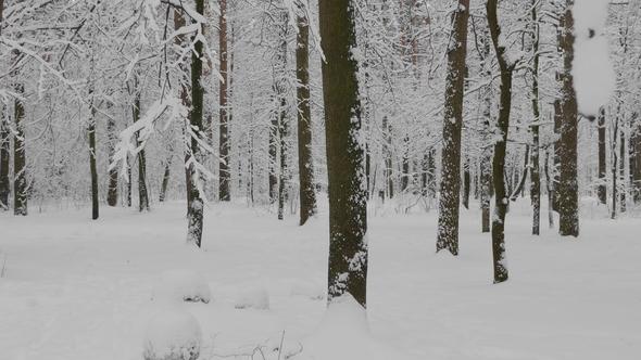 Winter Forest During a Snowfall