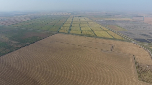 Growing Rice on Flooded Fields. Ripe Rice in the Field, the Beginning of Harvesting. A Bird's-eye