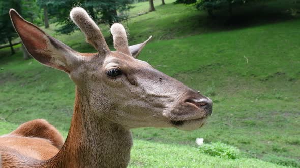 Deer Muzzle Close Up