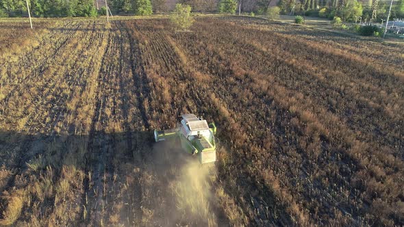 The Harvester Drives Through the Field with Sunflowers and Harvests