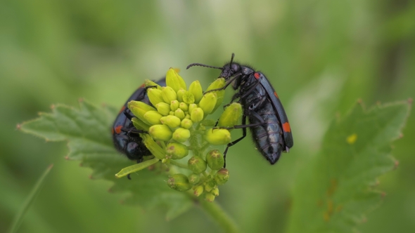 Two Mylabris Beetles Eat Yellow Flowers alt