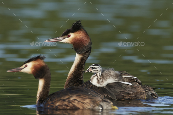 Great crested grebe (Podiceps cristatus) - Stock Photo - Images