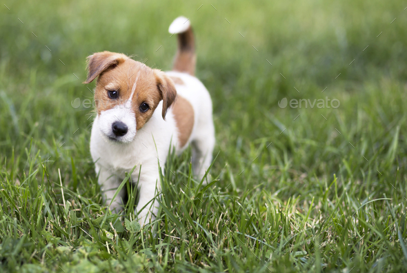 Pet training concept - cute happy puppy dog Stock Photo by Elegant01