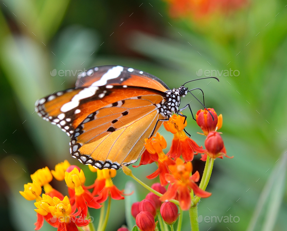 Butterfly on orange flower in the garden - Stock Photo - Images