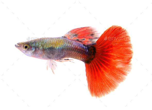 guppy fish isolated on white background Stock Photo by sommai | PhotoDune