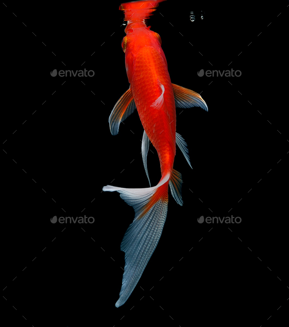 gold fish isolated on black