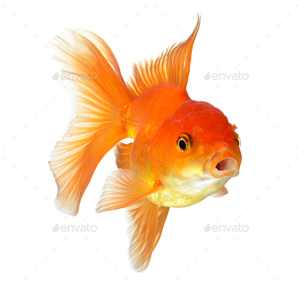 gold fish isolated on white background Stock Photo by sommai | PhotoDune