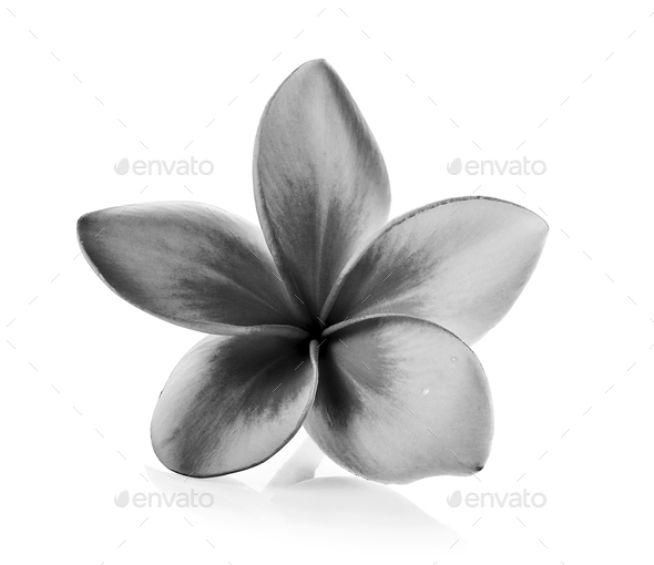 Tropical Flowers Frangipani Plumeria Black And White Isolated