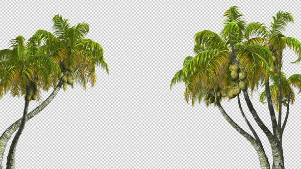 Palm Trees With A Transparent Alpha Channel Motion Graphics Videohive