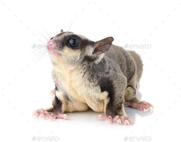 Sugar Glider on white background Stock Photo by sommai | PhotoDune