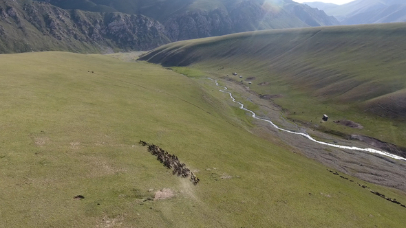 Sheep in the mountains Aerial view