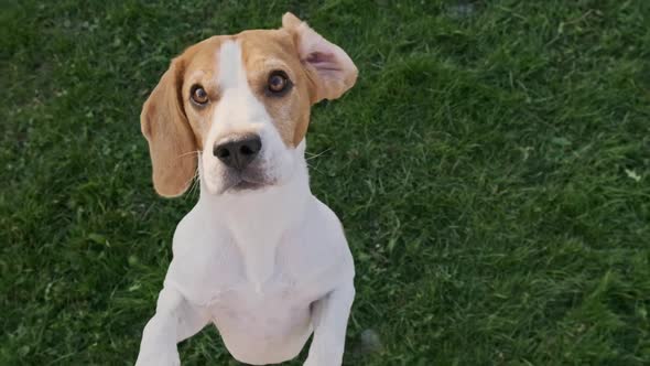 Beagle Dog Jumps on Two Feet in Slow Motion Top View.
