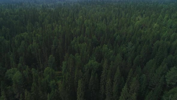 AERIAL Dark Colored Car Driving Down an Asphalt Road Crossing the Vast Forest on a Sunny Summer Day alt