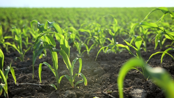 Growing Plants Field of Young Corn Sprouts. Food Modification Crop Farming Concept. alt
