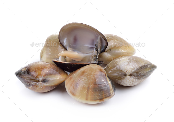 enamel venus shell on a white background Stock Photo by sommai | PhotoDune