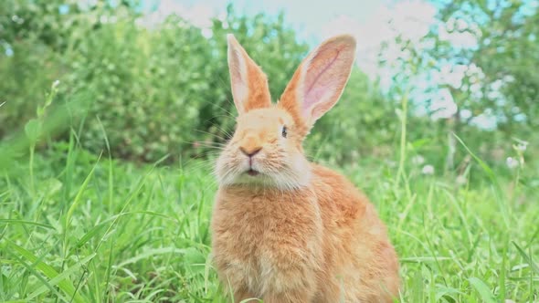 Cute Adorable Red Fluffy Rabbit Sitting on the Green Grass Lawn in the Backyard alt