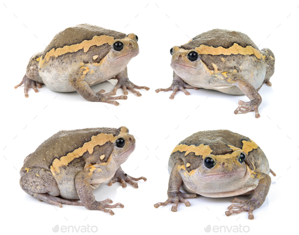 Chubby frog on white background Stock Photo by sommai | PhotoDune