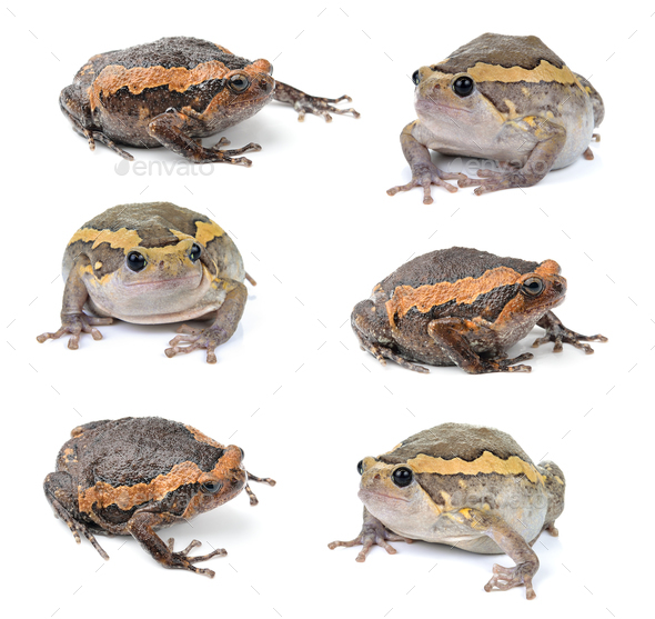 Chubby frog on white background Stock Photo by sommai | PhotoDune