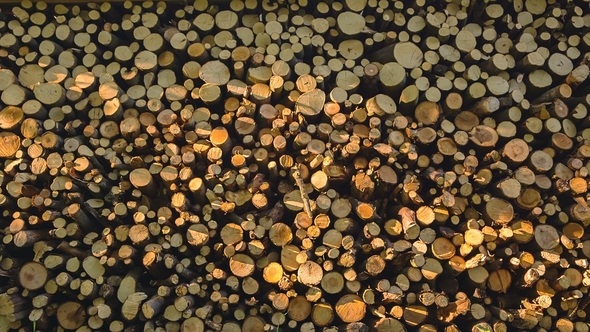 Mass Deforestation Results in Degradation of Forests