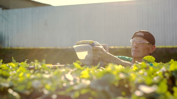 Gardener Trimming Hedge in Garden with Electric Trimmer at Sunset