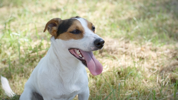 Dog on the Grass alt