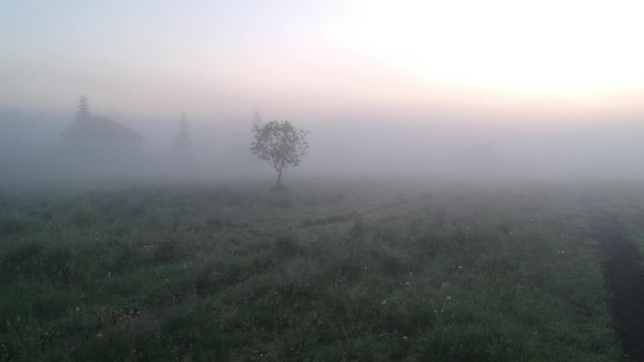 Lonely Tree in the Fog, Stock Footage | VideoHive