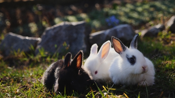 Little Rabbits on Green Grass in Spring Day