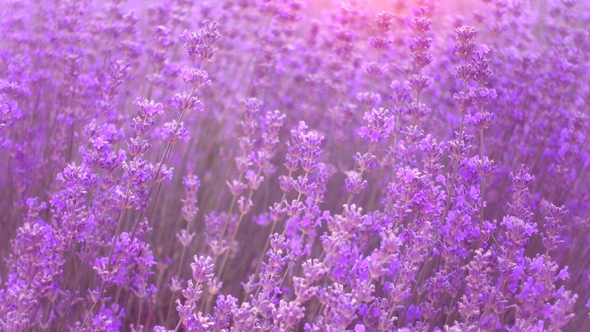 Lavender Field, Beautiful Tender Lavender Flowers. 120Fps.