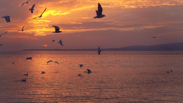Birds Slowly Fly Against Beautiful Sunset