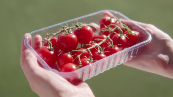 Retail and Business Ripe Red Cherry Tomatoes on a Blurred Background in a Green Plantation Plastic