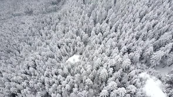 Aerial drone view of beautiful winter scenery with pine trees covered with snow. Background.
