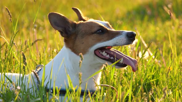 Jack Russell terrier portrait at spring.
