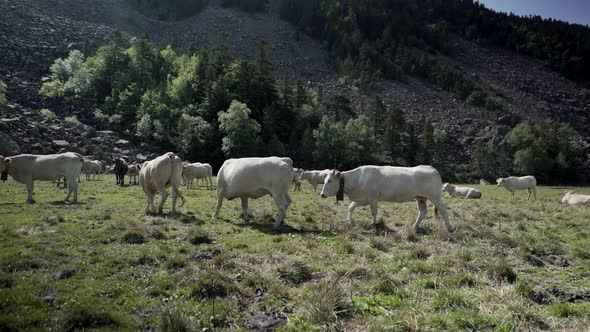 Static View of a White Cows Grazing and Frolicking Around on the Grasslands Located in the Pyrenees alt