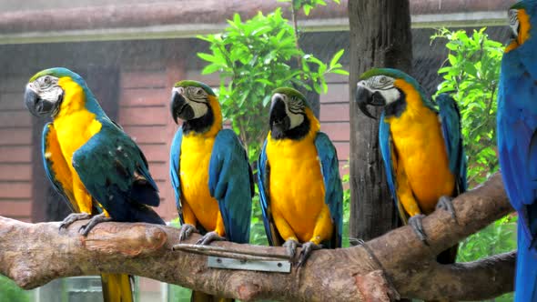 Colorful Macaw Parrots Sitting on the Tree Branch Against Jungle Background on Rainy Day alt