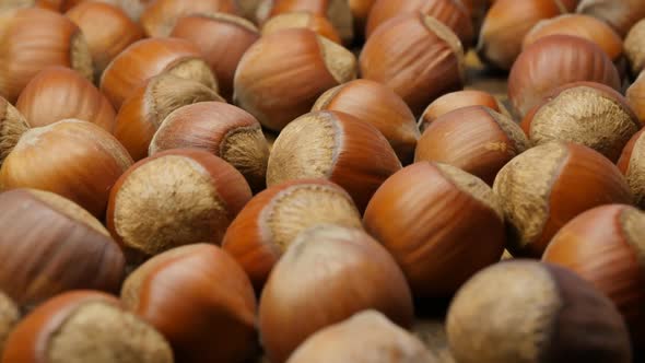 a Lot of Whole Hazelnuts Not Peeled in the Shell Rotate Slowly