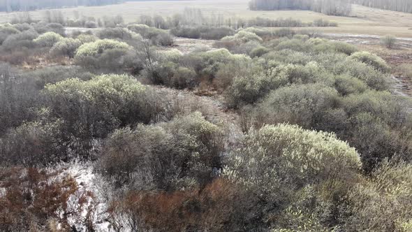 35 Flooded Forest