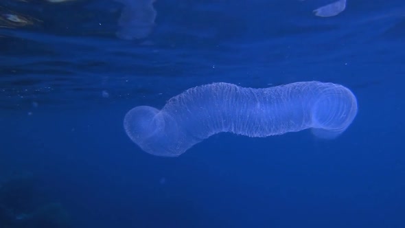 Tropical Blue Salp alt