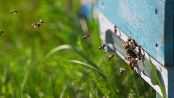 Bees at the beehive hole alt