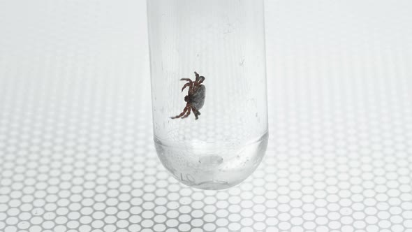 Mite of the Genus Dermacentor, in a Test Tube on a Laboratory Table, for Examination, Close-up alt