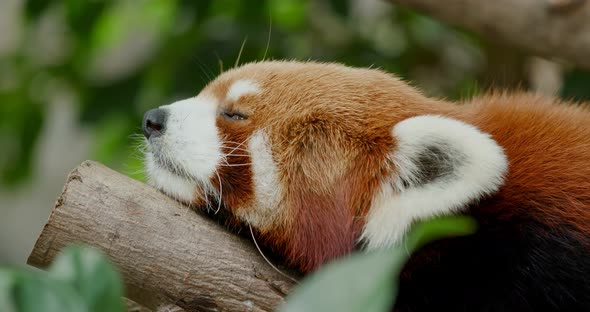 Red panda sleeping on tree alt