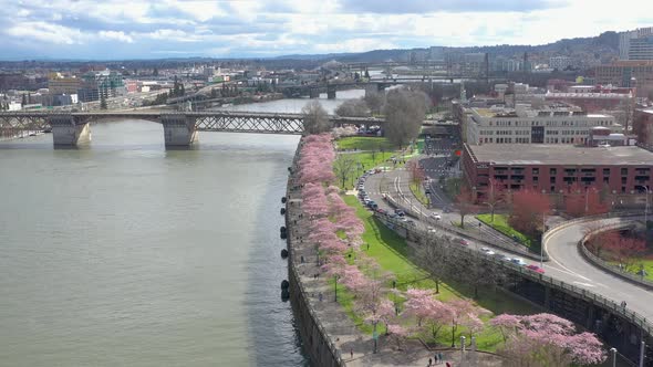 People enjoying beautiful weather and walking next to cherry blossom trees at Portland waterfront. alt