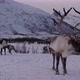 Reindeer with large antlers, Arctic, Norway - VideoHive Item for Sale