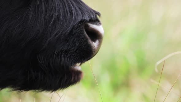Black Highland Cow Close Up Of Mouth Chewing The Cud Copyspace