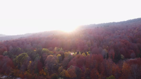Autumn in the mountain forest. Autumn colors in forest aerial view. alt